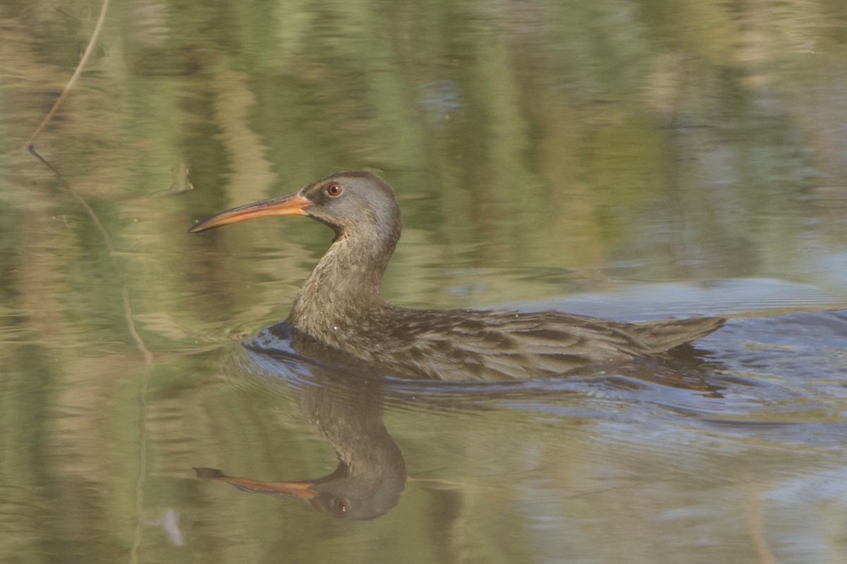 Clapper Rail - ML614755657