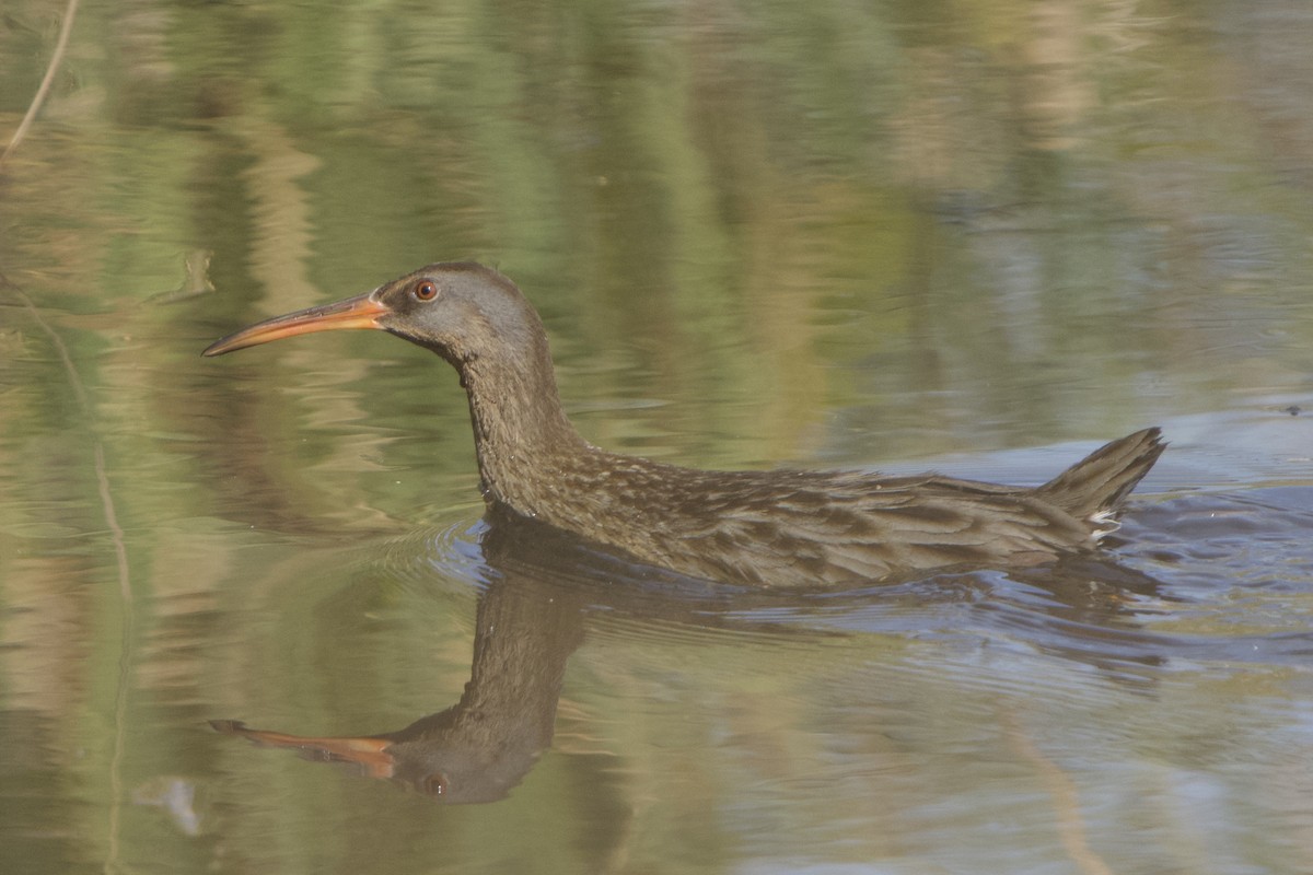 Clapper Rail - ML614755658