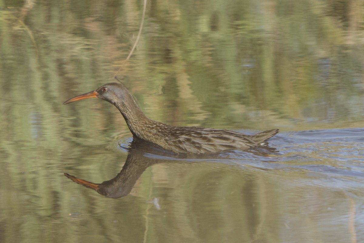 Clapper Rail - ML614755659