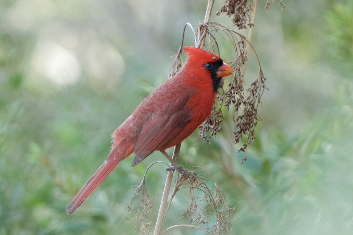 Cardinal rouge - ML614755663
