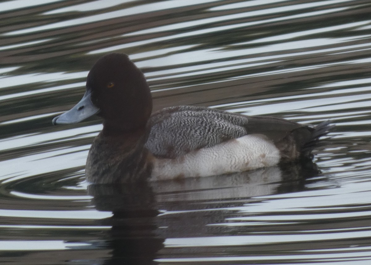 Lesser Scaup - ML614755672