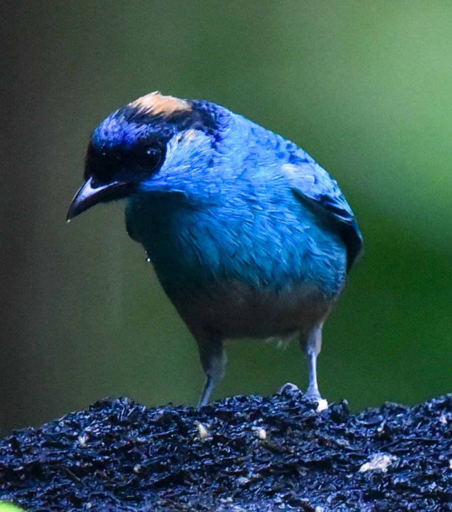 Golden-naped Tanager (Golden-naped) - Barbara Maytom