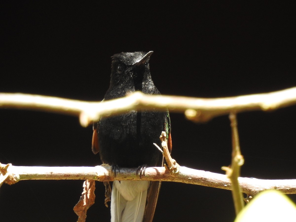 Black-bellied Hummingbird - ML614755770