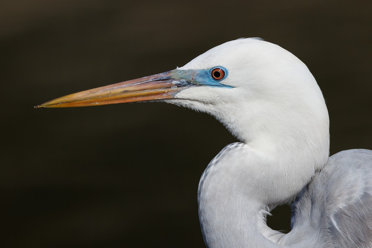 Great Egret x Gray Heron (hybrid) - Kasia & Takashi Someya