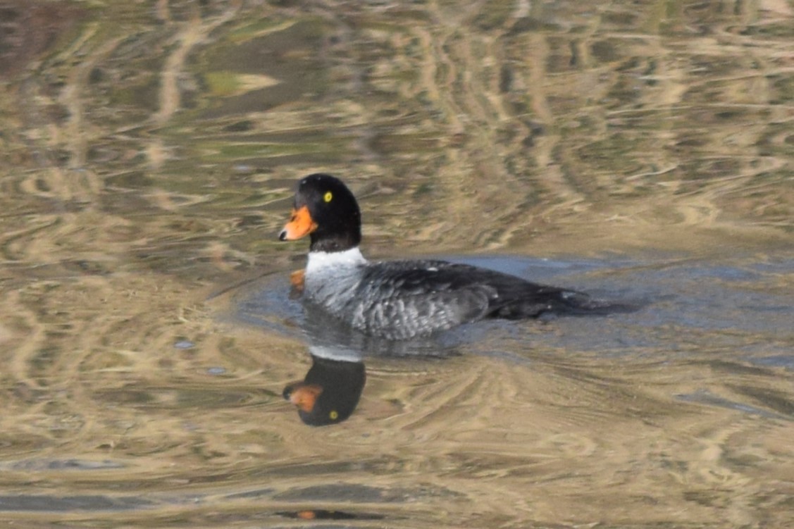 Barrow's Goldeneye - ML614755926