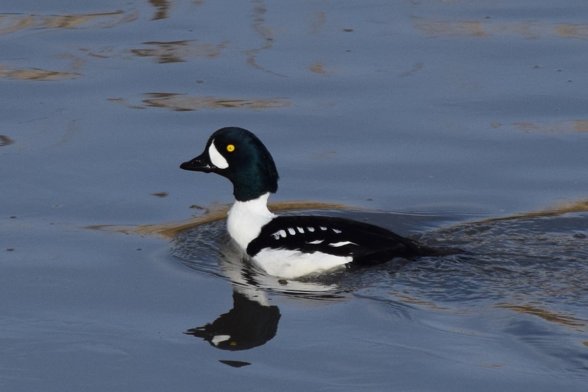 Barrow's Goldeneye - ML614755948