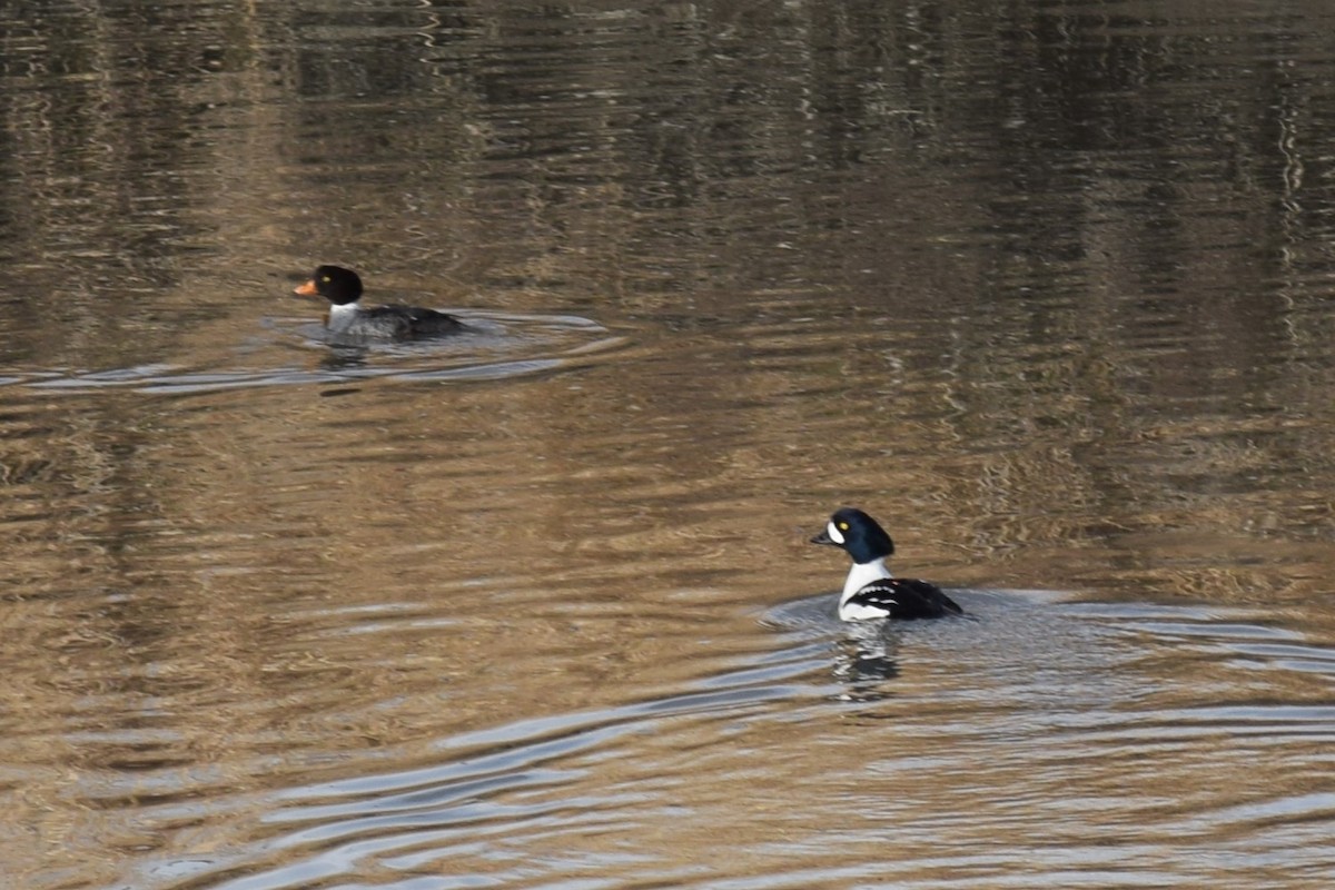 Barrow's Goldeneye - ML614755966