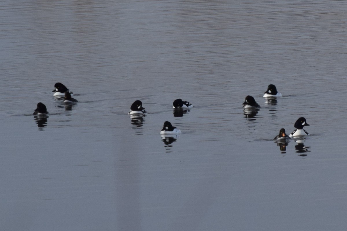 Barrow's Goldeneye - ML614755991