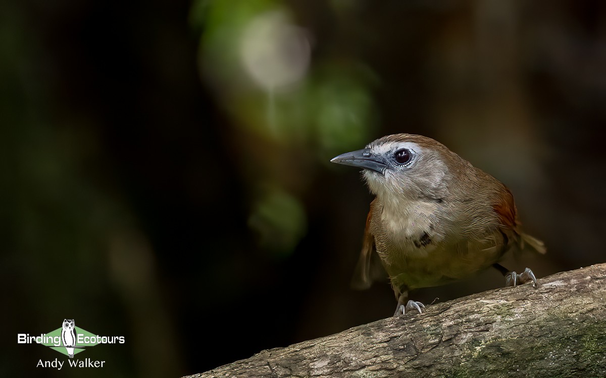 Crescent-chested Babbler - ML614756036