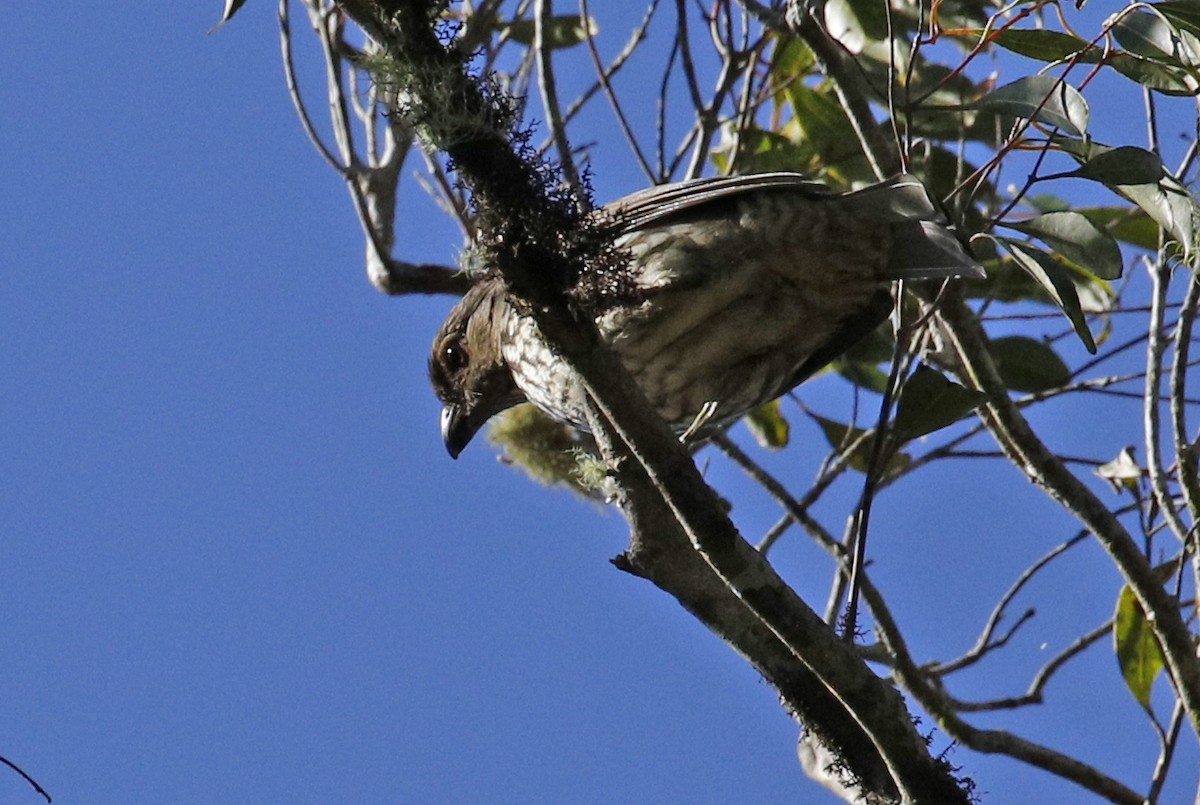 Tooth-billed Bowerbird - ML614756111