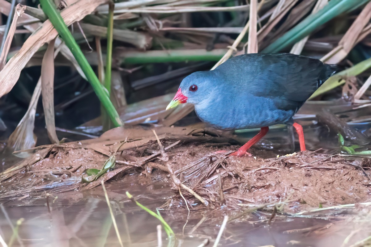 Paint-billed Crake - ML614756141