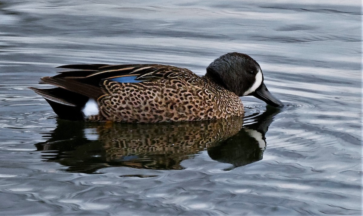 Blue-winged Teal - ML614756222