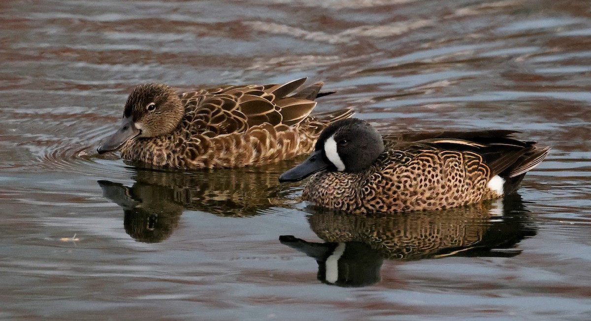 Blue-winged Teal - ML614756223