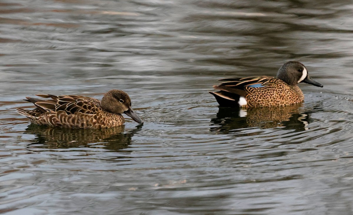 Blue-winged Teal - ML614756224