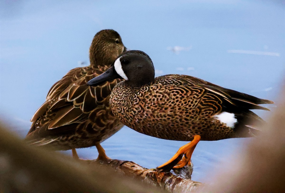 Blue-winged Teal - ML614756225