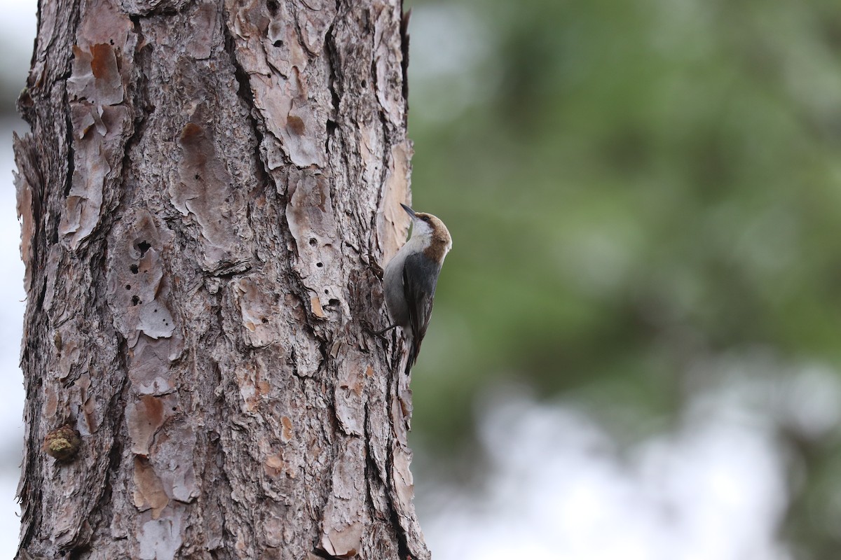 Brown-headed Nuthatch - ML614756241