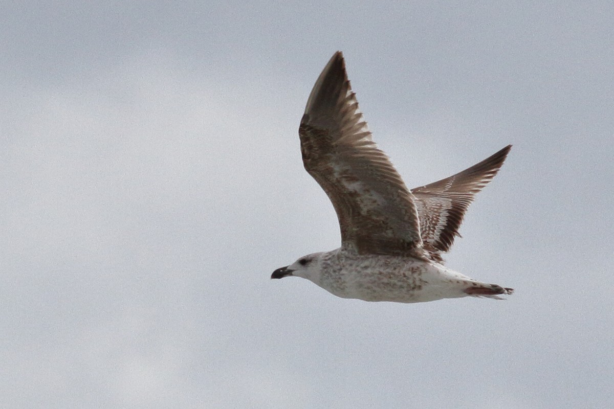 Great Black-backed Gull - ML614756284