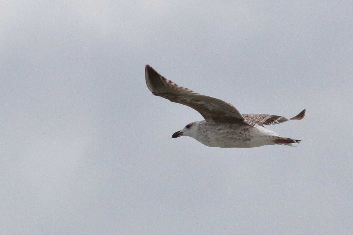 Great Black-backed Gull - ML614756286