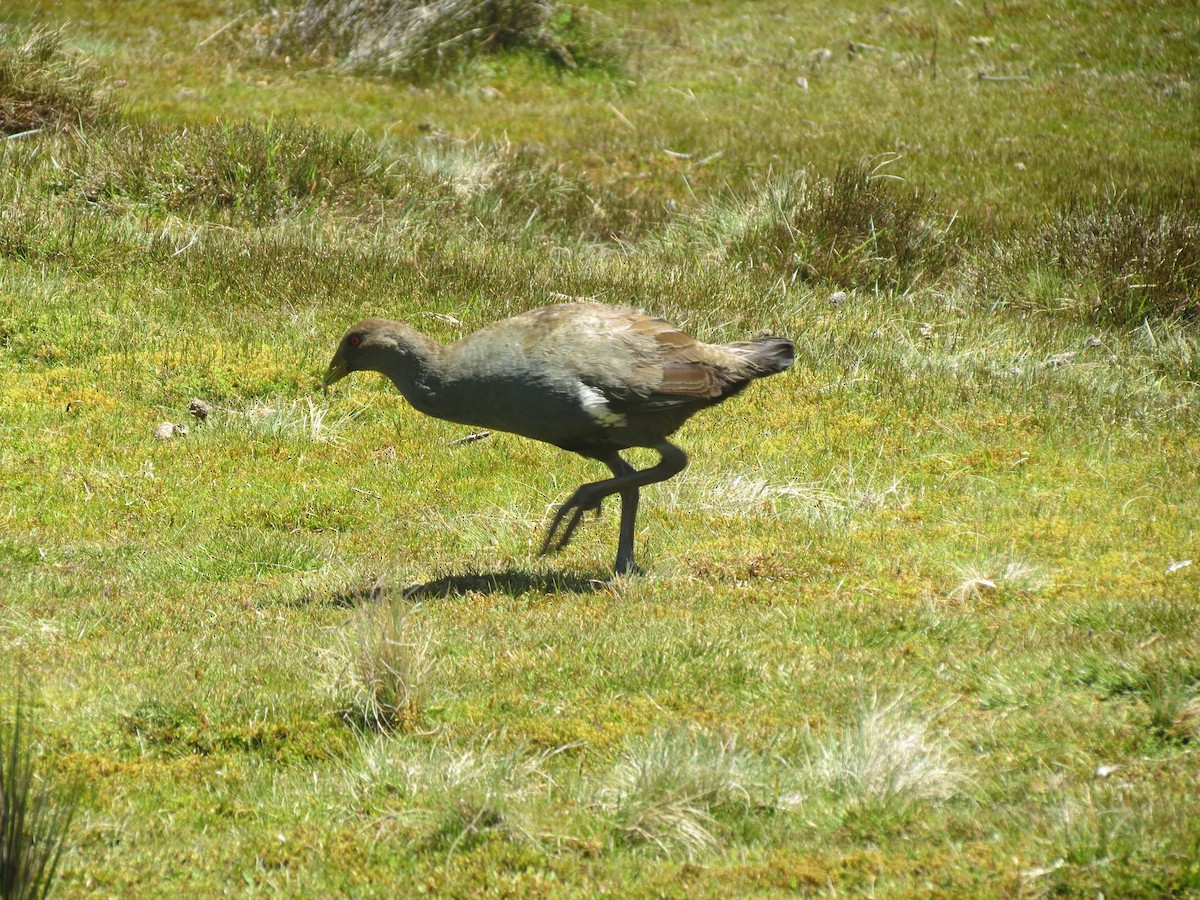 Tasmanian Nativehen - ML614756296