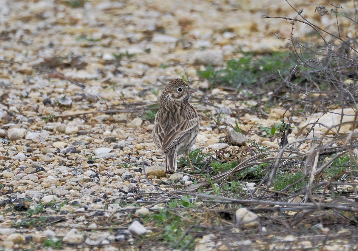 Vesper Sparrow - Randy Pinkston