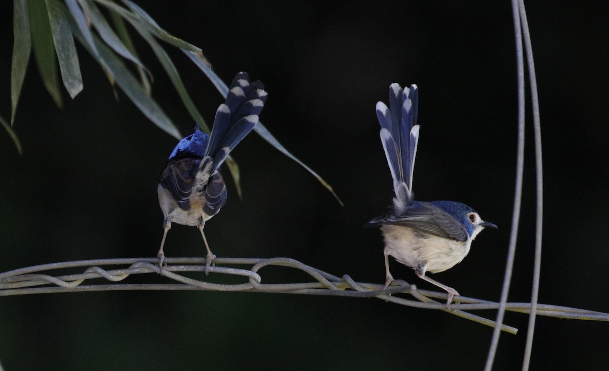 Lovely Fairywren - ML614756361