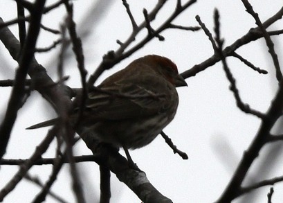 House Finch (Common) - Randy Bodkins