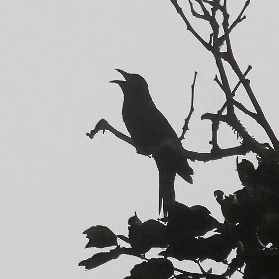 White-crowned Cuckoo - emma geary