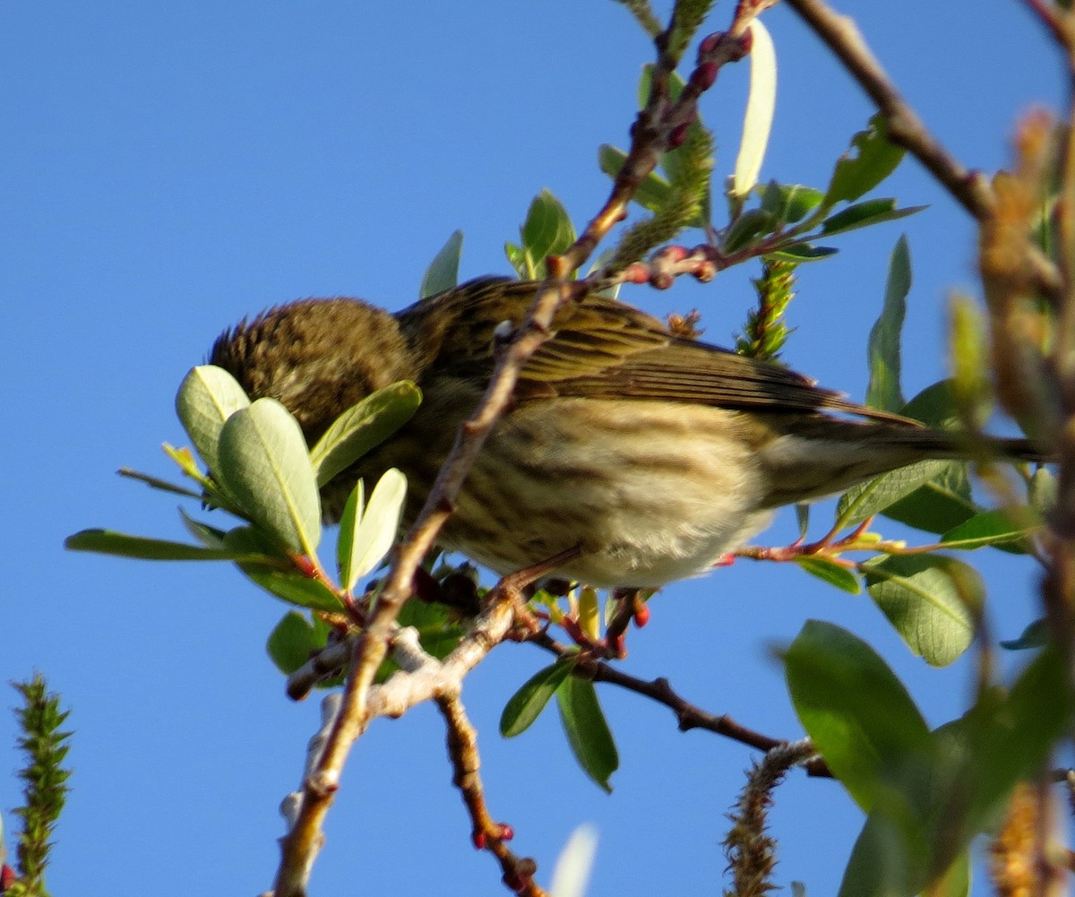 Pine Siskin - ML614756580