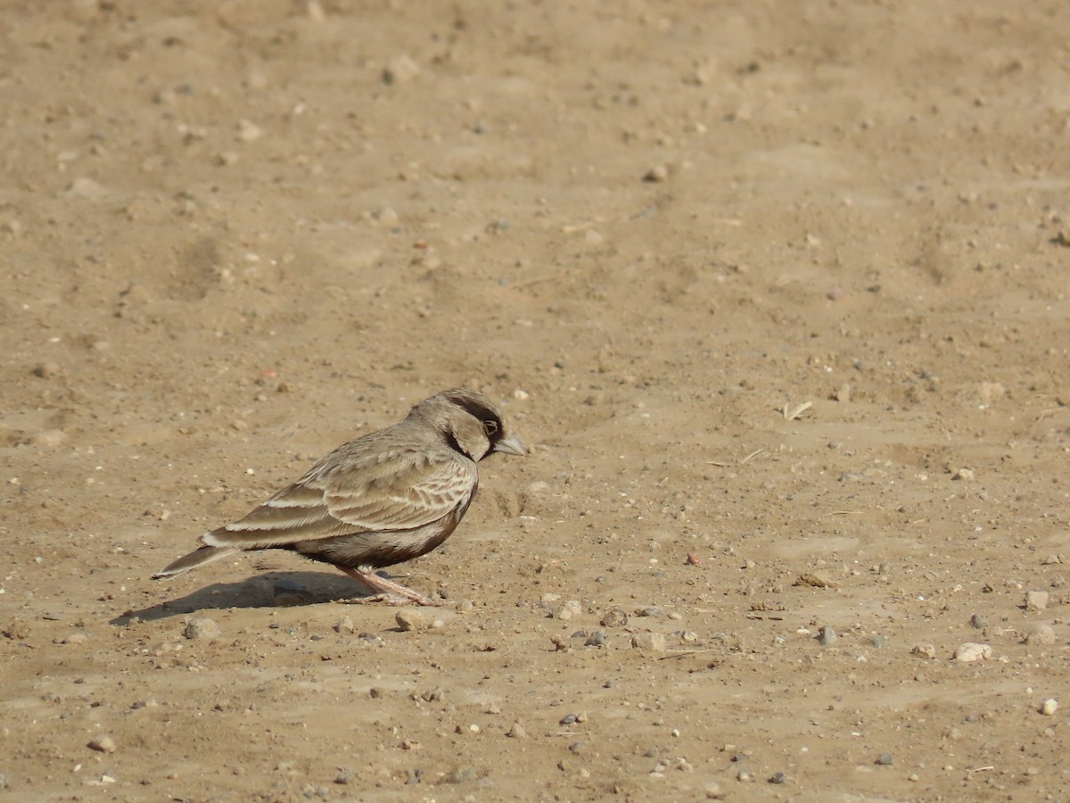 Ashy-crowned Sparrow-Lark - ML614756583