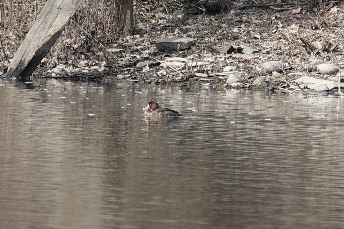 Greater Scaup - ML614756762