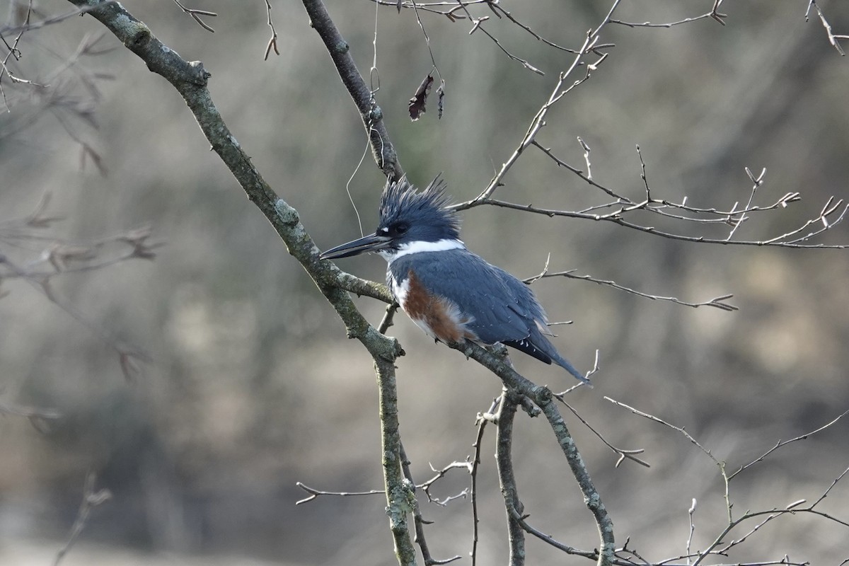 Belted Kingfisher - gretchen buxton