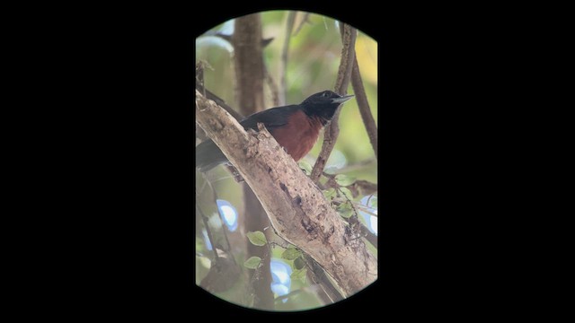 Black Bushbird - ML614756847