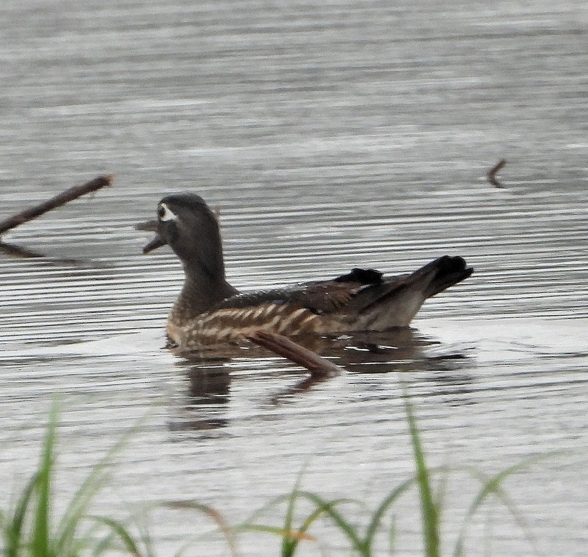 Wood Duck - Jay Huner