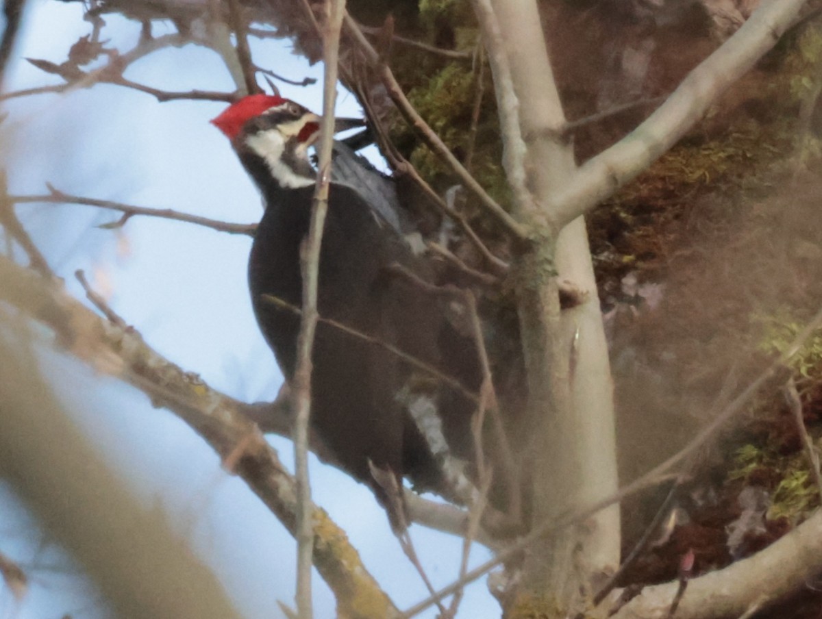 Pileated Woodpecker - ML614756883
