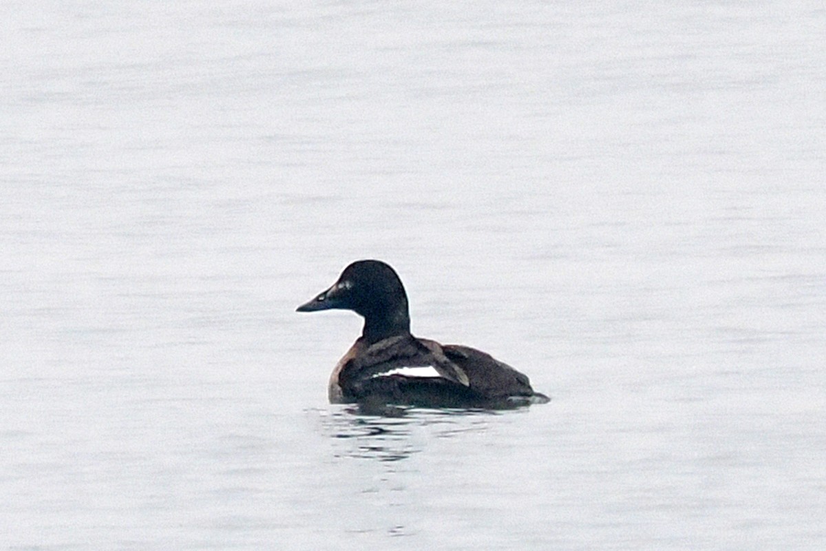 White-winged Scoter - Donna Pomeroy