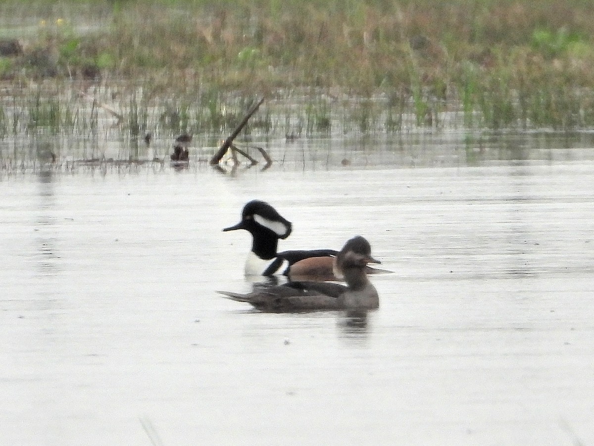 Hooded Merganser - ML614756897