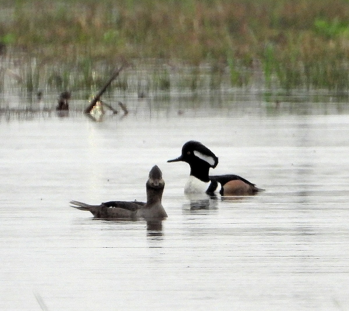 Hooded Merganser - Jay Huner