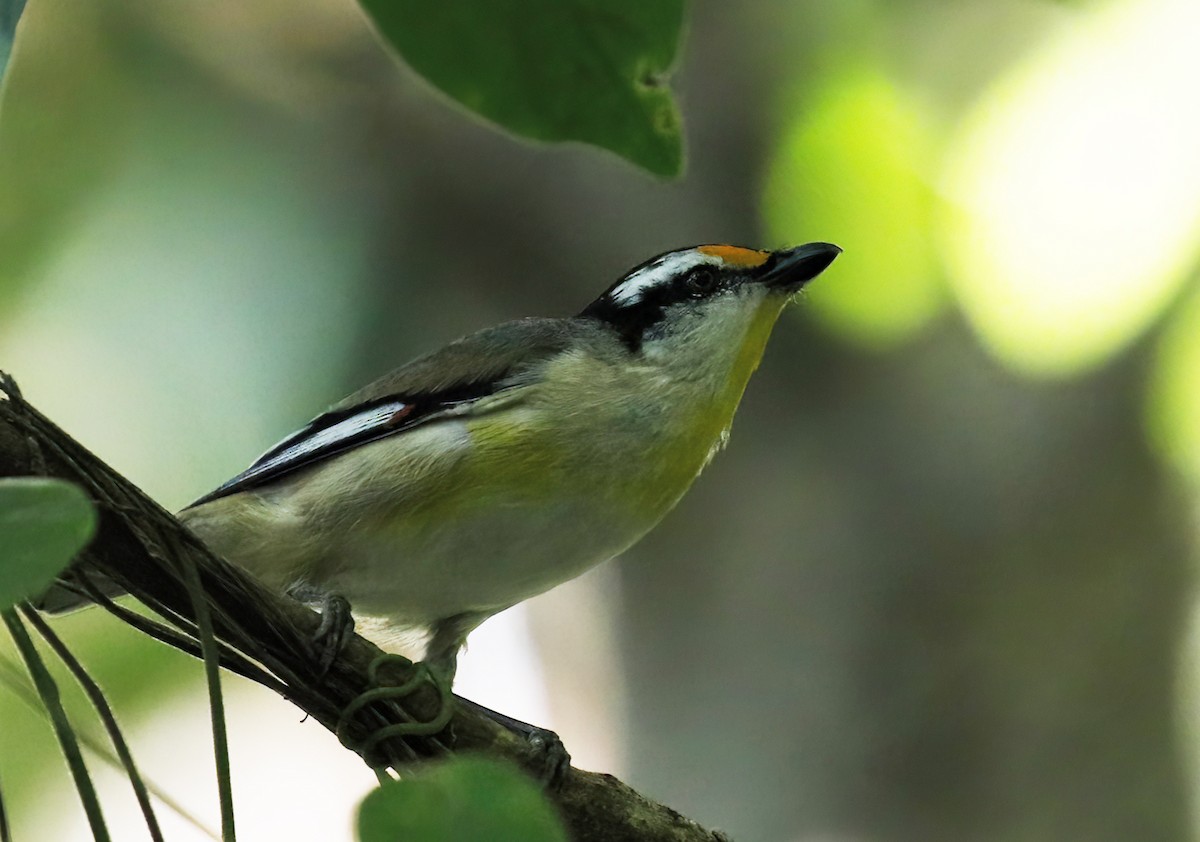 Striated Pardalote - ML614756913