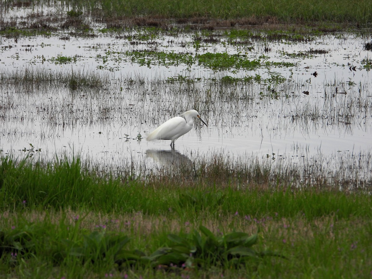 Snowy Egret - Jay Huner