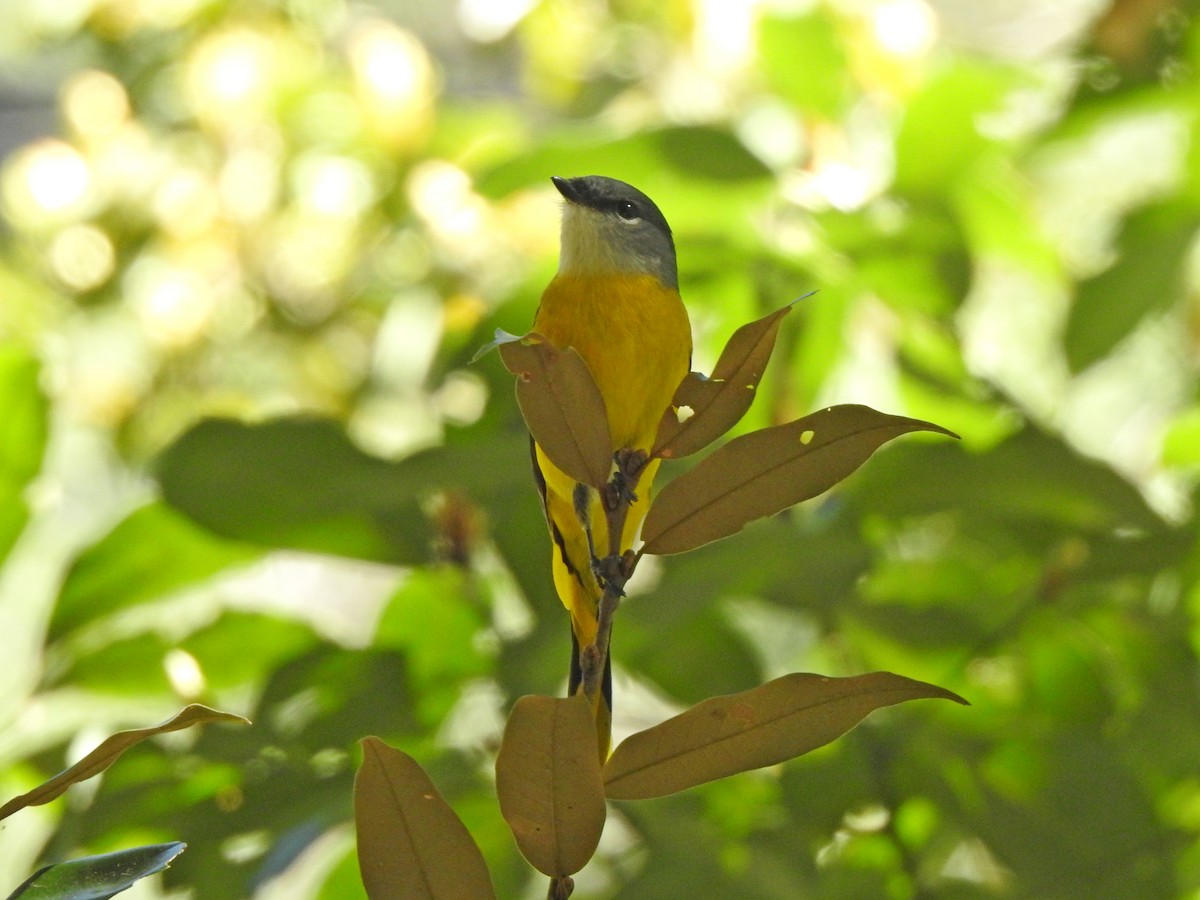 Minivet Gorjigrís - ML614756997