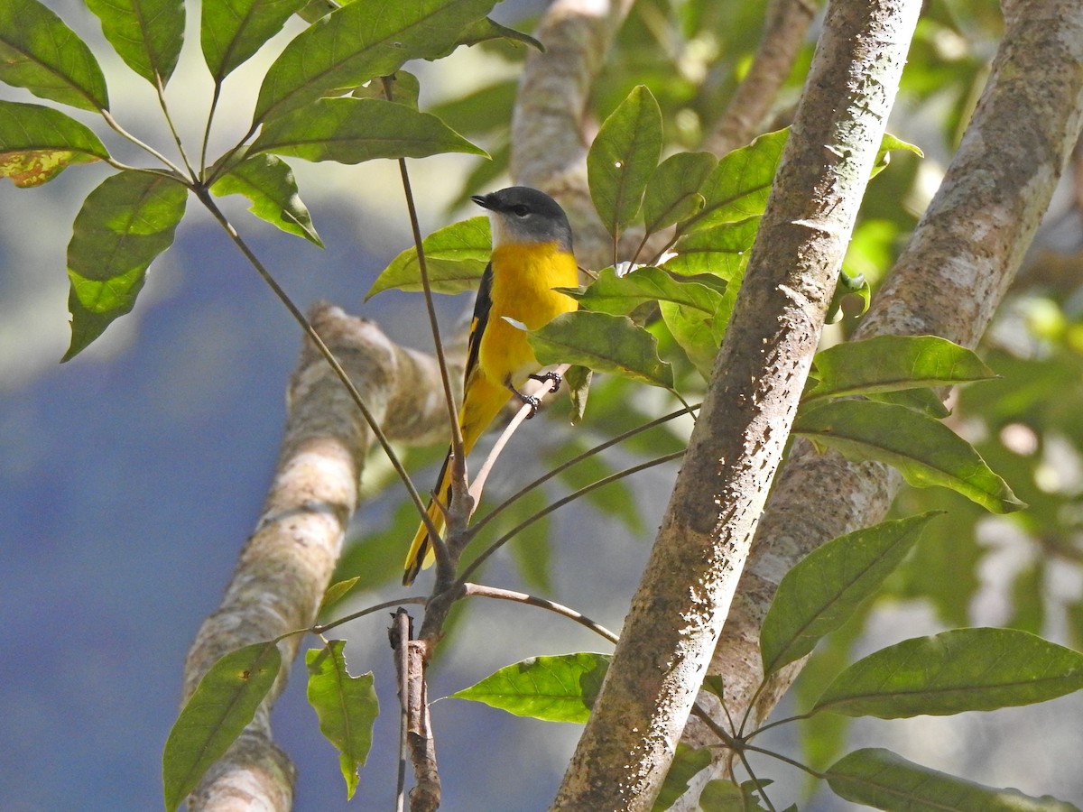 Gri Yanaklı Minivet - ML614756998