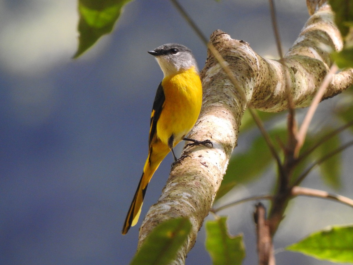 Minivet Gorjigrís - ML614756999