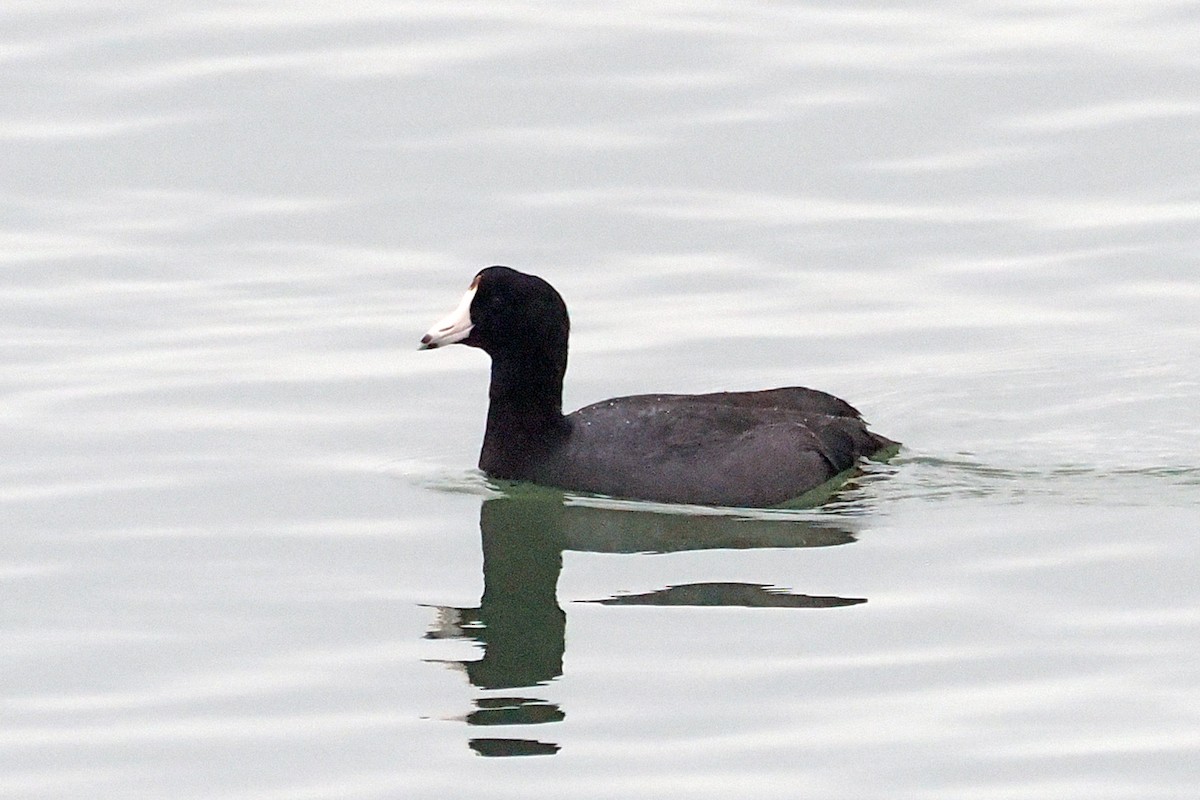 American Coot - Donna Pomeroy