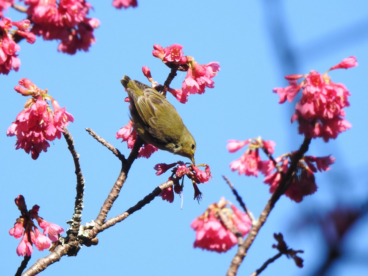 Plain Flowerpecker - ML614757014