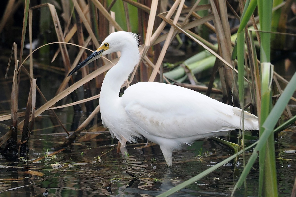 Snowy Egret - ML614757053