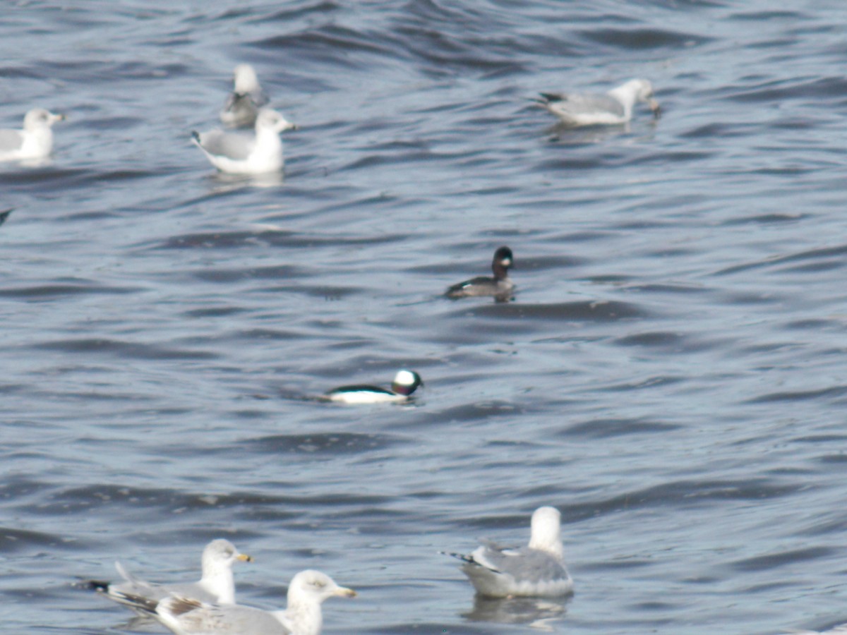 Bufflehead - Glenn Knoblock