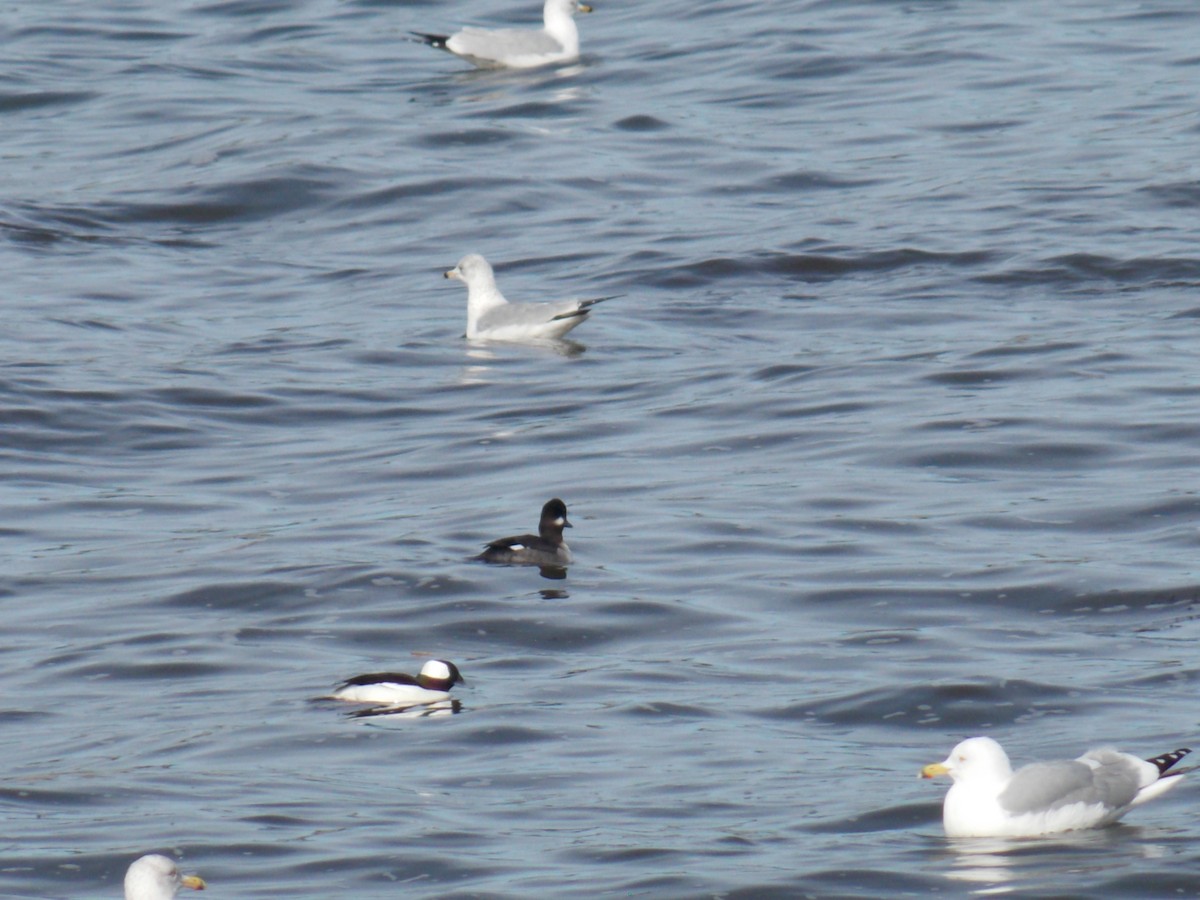 Bufflehead - Glenn Knoblock