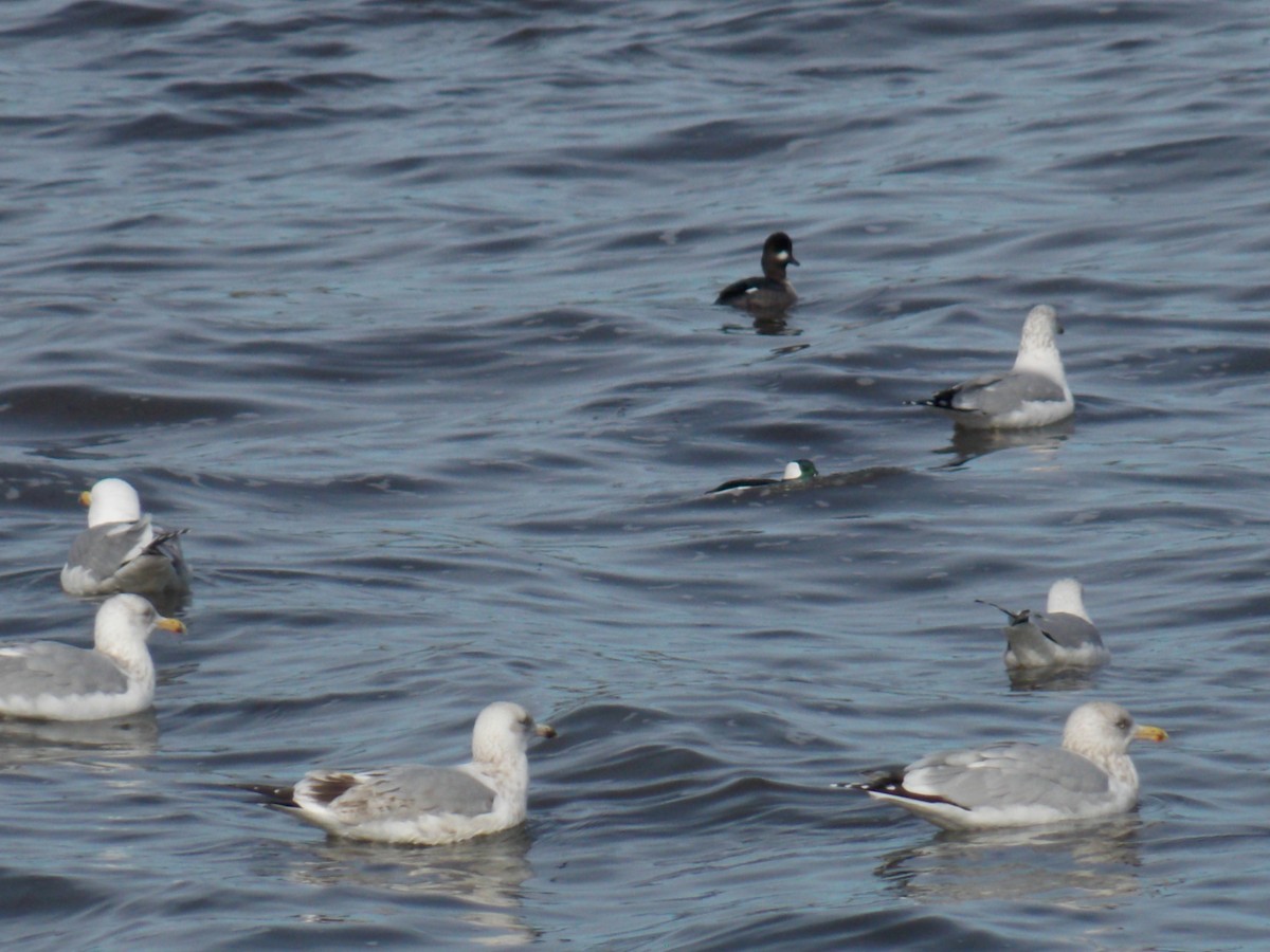 Bufflehead - ML614757232