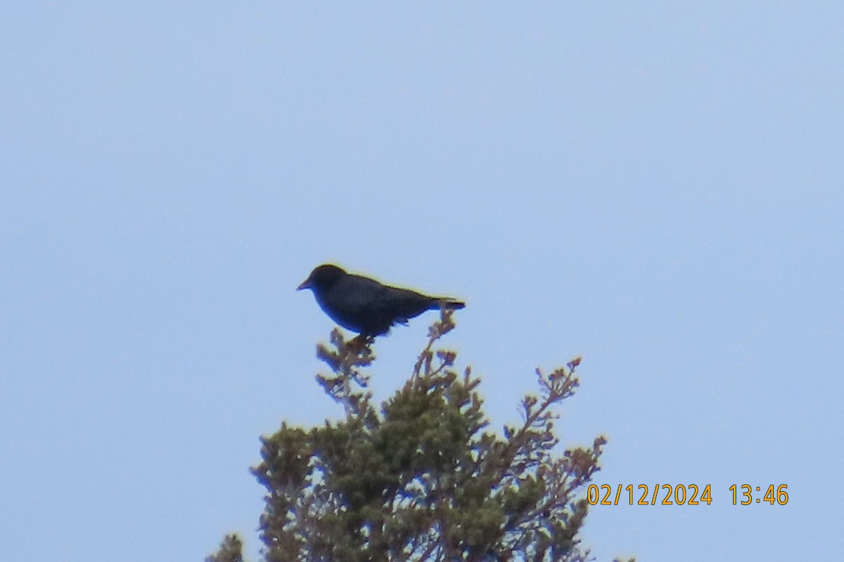 American Crow - ML614757271