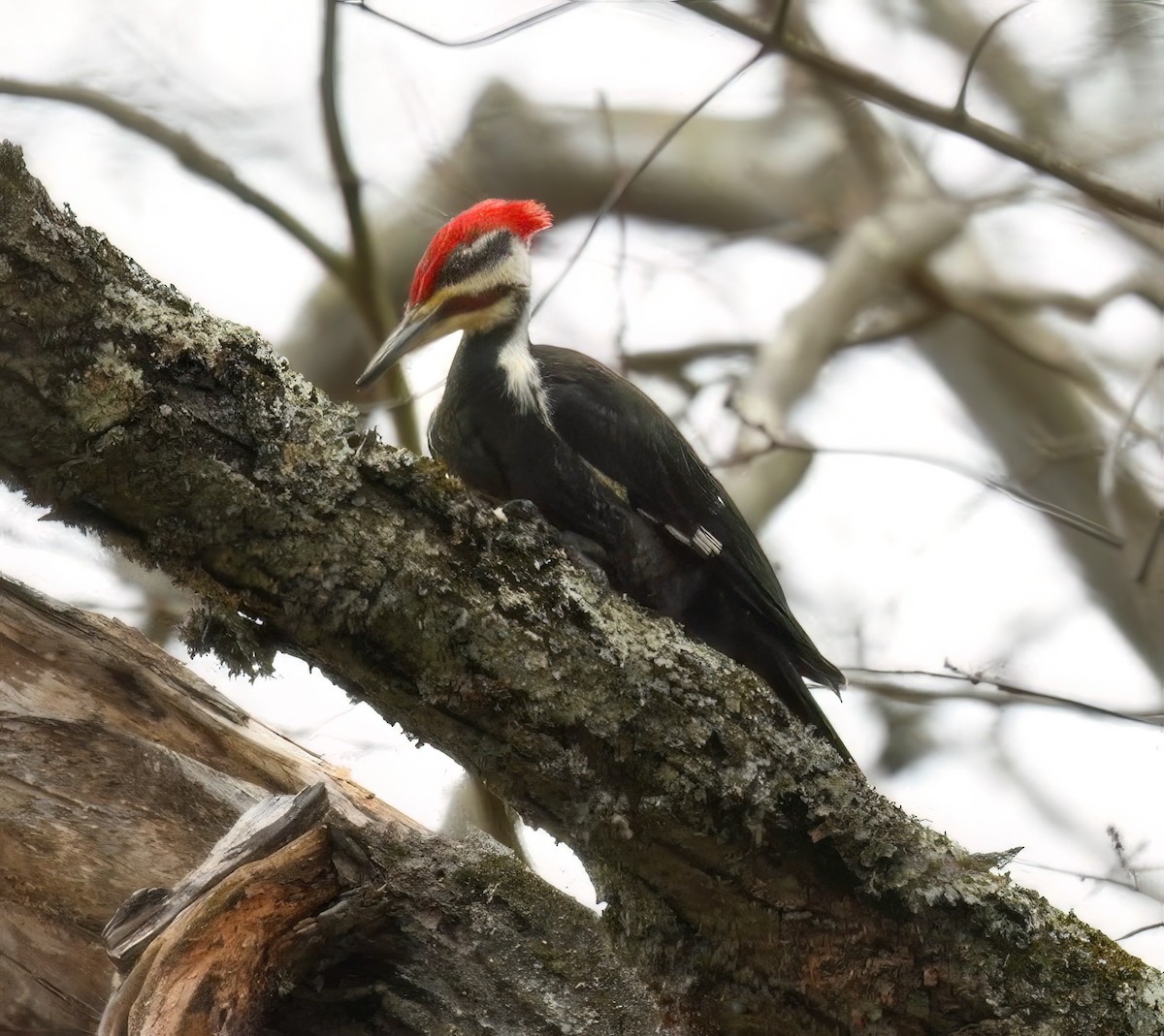 Pileated Woodpecker - ML614757383